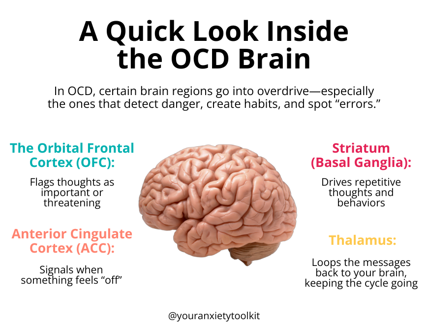 A quick look inside the OCD brain